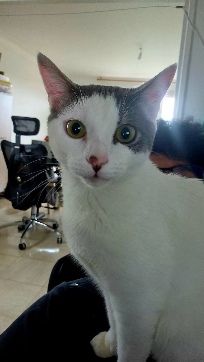 Masa_Senpai's tweet photo. @LaSnoopance Mon chat c'est le ptit frère de snoop https://t.co/eZDTKoOtY8