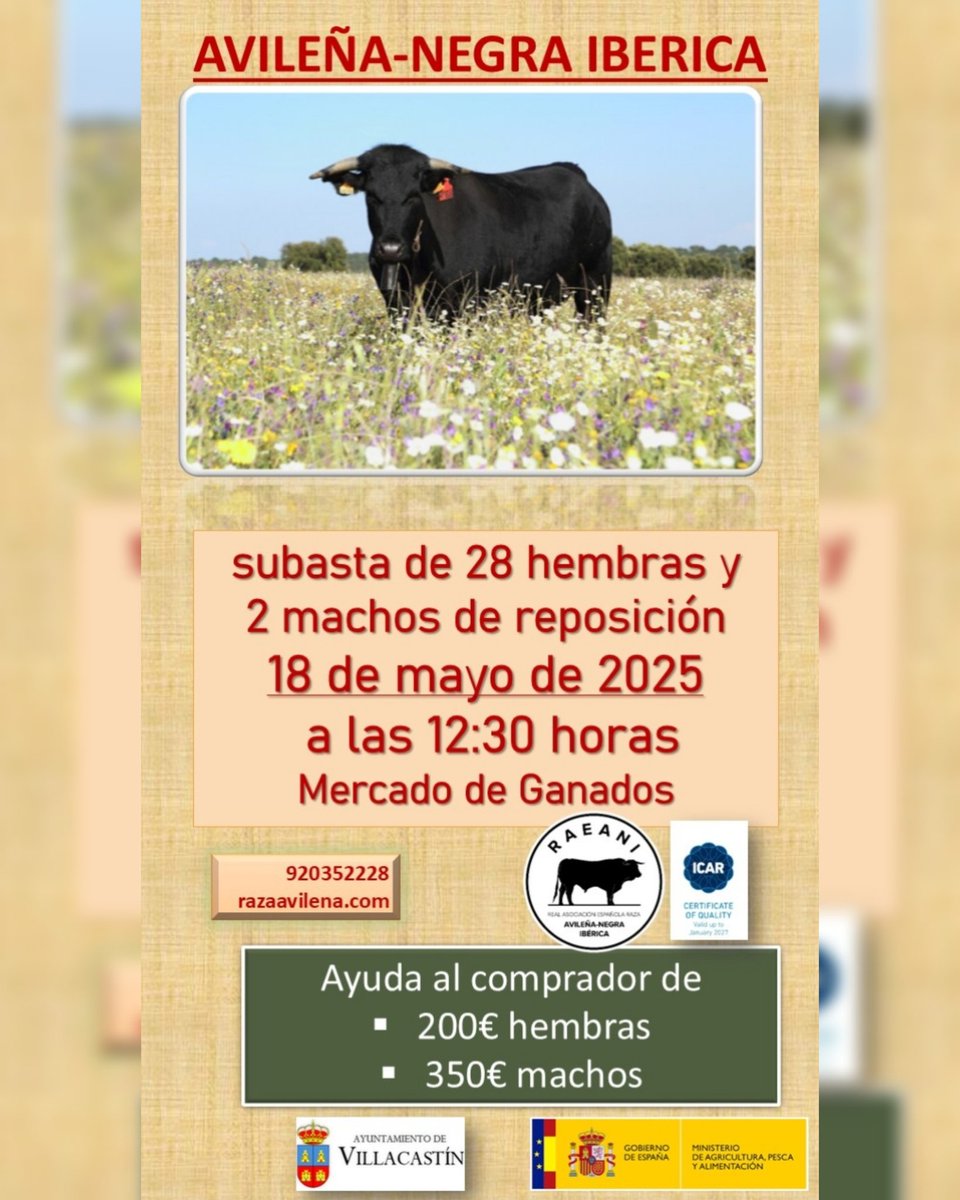 📝 subasta en #Villacastin mañana a las 12.30 
Tenéis la lista de subasta en la web 📌razaavilena.com 
#avileña #100x100nuestro #elcamponopara #ganaderia #rural_love #ganado