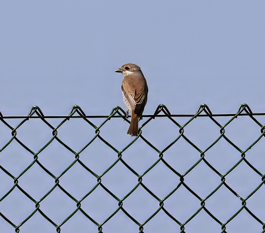 Matthew Deans (@deansmatthew) on Twitter photo Female Red-backed Shrike from Shingle Street, East Suffolk this afternoon. A great find by <a href="/davidgcarter7/">David Carter</a> Female Red-backed Shrike from Shingle Street, East Suffolk this afternoon. A great find by <a href="/davidgcarter7/">David Carter</a>