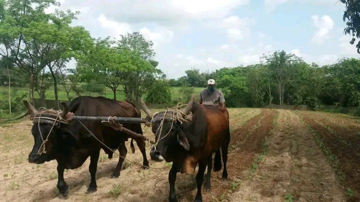 Felicidades en el día de hoy a nuestros campesinos, hombres y mujeres de bien, apegados a la tierra que siguen #DePieYCombatiendo <a href="/YamileRamosCord/">Yamilé Ramos Cordero</a> <a href="/KatiuskaG/">Katiuska guaimacuto</a> <a href="/NoarysM/">Noarys Mena</a> <a href="/BetiLeydis/">Dirección Municipal de Justicia Sandino</a>