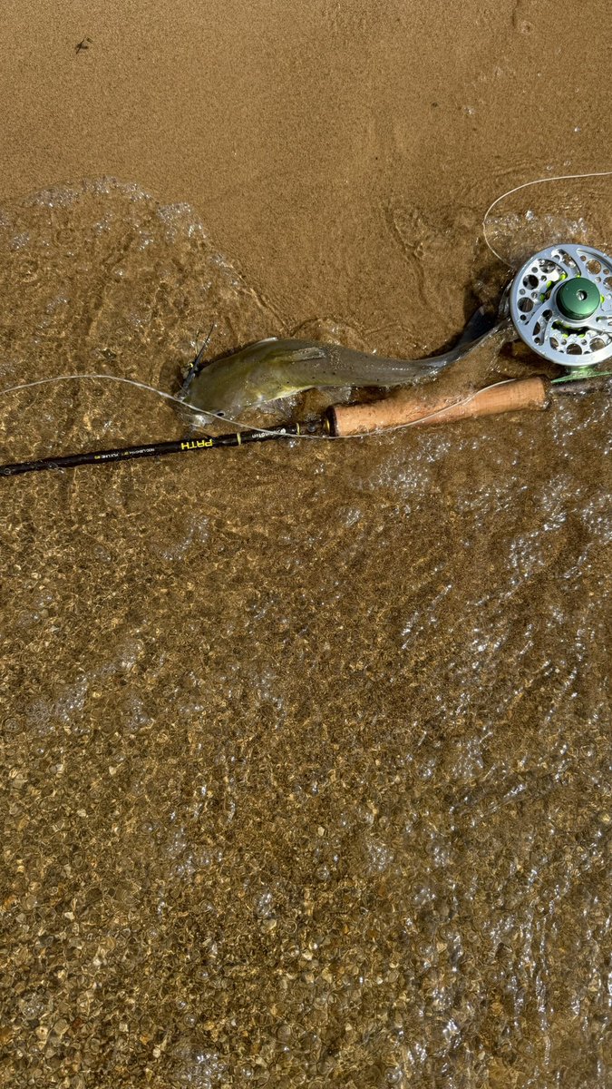 fiskefun's tweet photo. cat fish on the fly. #flyfishing #fishing https://t.co/YE97QSzmwE