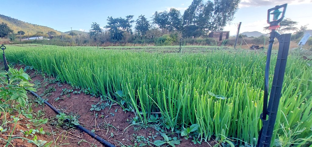 Onion seedbed.
Some put the seeds in rows. I prefer broadcasting.  Each seedling will own its own, which promotes good size interms of thickness and height. 
#mudumenwemari