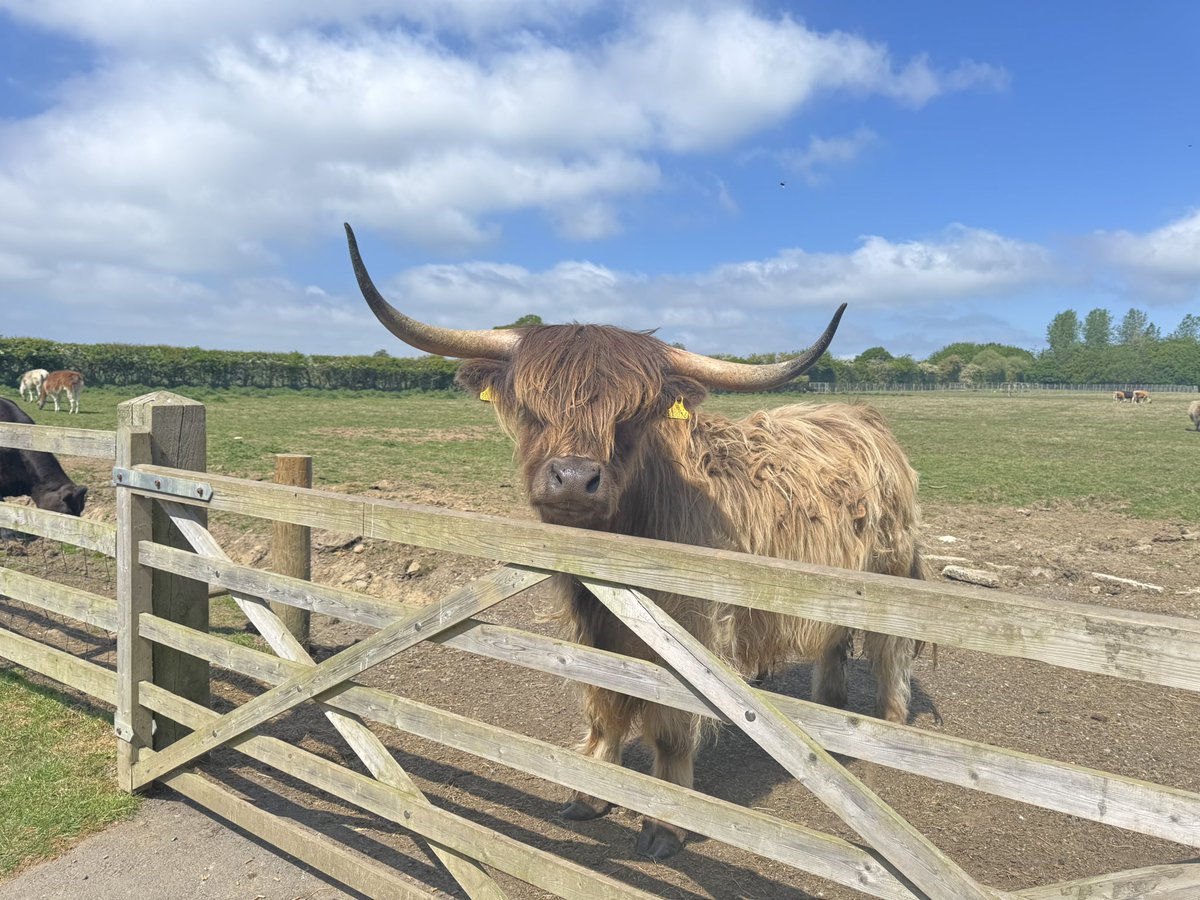 EmilyWogan's tweet photo. @MissLinklater @MrsManson1GM @mrsgrassby @MrsDyeBPS 

🐷🌾🐐🦆🌸🐄👩🏼‍🌾🫏🚜☀️ https://t.co/lTrYb6HNj6
