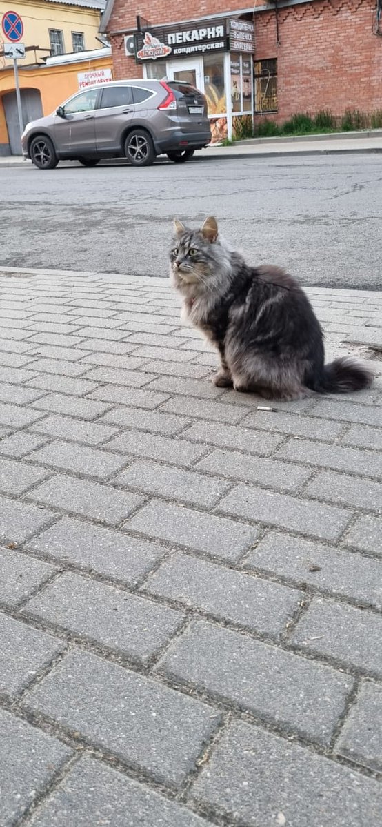 Постарался выбегать все плохие эмоции сегодняшнего дня, погладил котеек, понюхал сирень и вот это все.