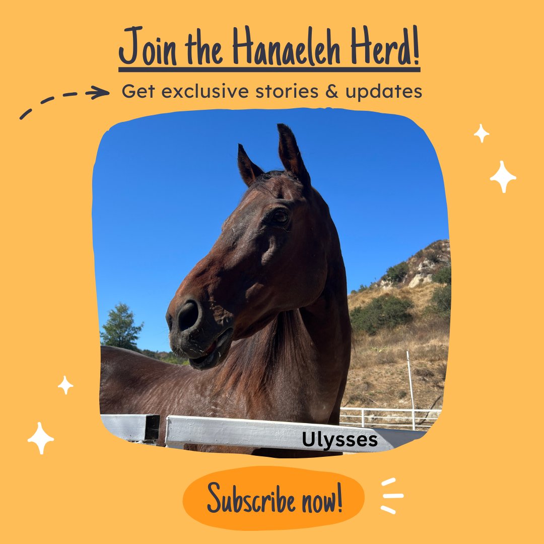 Join our ranch family and explore the magic of rescued horses! Get updates, event invites, volunteer news, and "The Story of Ulysses" – an inspiring rescue tale. Subscribe now and join our compassionate horse-loving community → hanaeleh.org/subscribe-to-t…