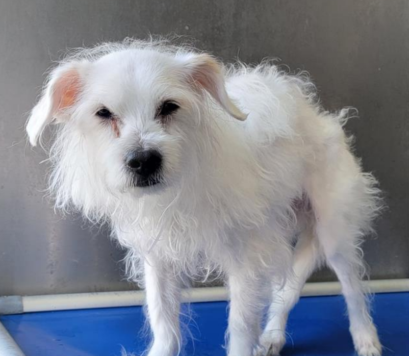mapleveewesem's tweet photo. 🆘💔🆘 Beautiful 15 yo Alegra, just 10 lbs, is looking for a safe, warm home to recuperate from the recent surgery she received at Downey #California ACC. She's adoptable & adoption fees are waived. Or reply here if you can #FOSTER for rescue🙏 #PELDGE info⬇️ #A5695360 https://t.co/aBOxcPg24R