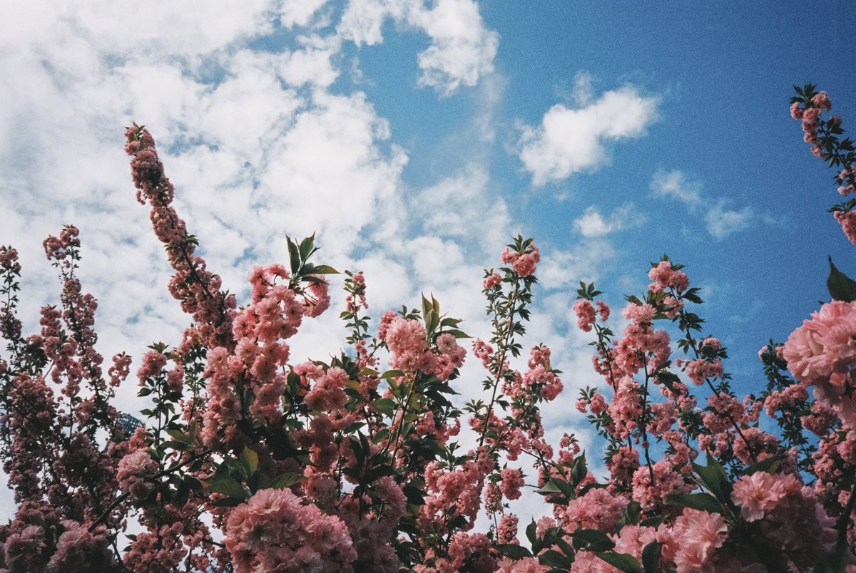 Flowers, shot with a vintage camera.