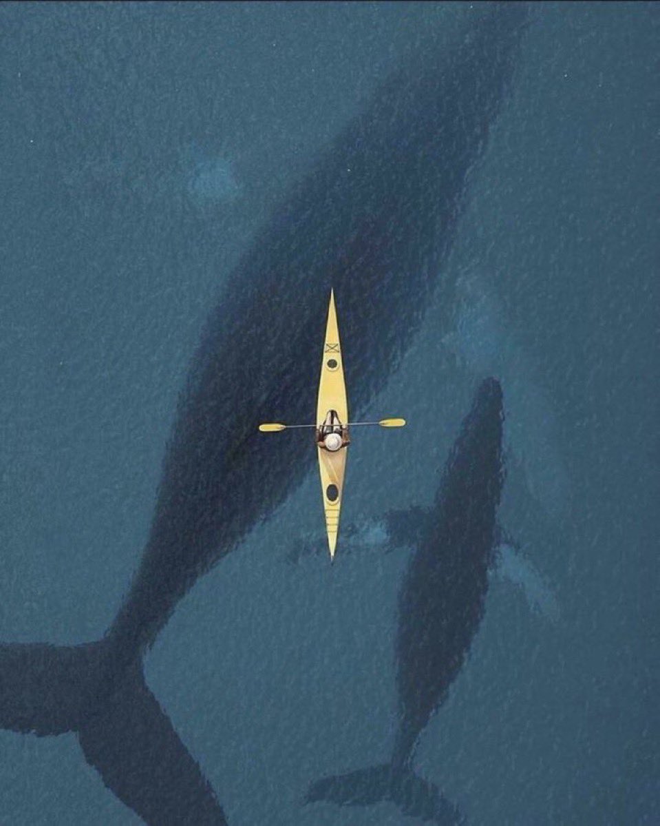 historigins's tweet photo. 10. Would you kayak with this huge whales? https://t.co/9SWEFT5Xpx