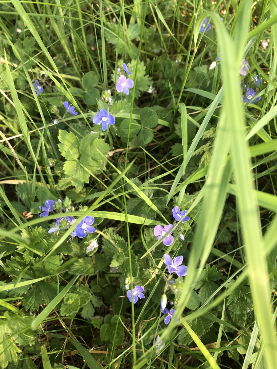 The beautiful germander speedwell growing in the grass in the nursery. A good source of nectar for solitary bees