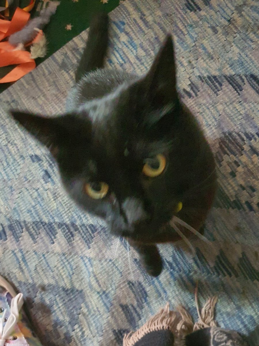 Chazzaroo's tweet image. Eurovision watching companion #Eurovision2025