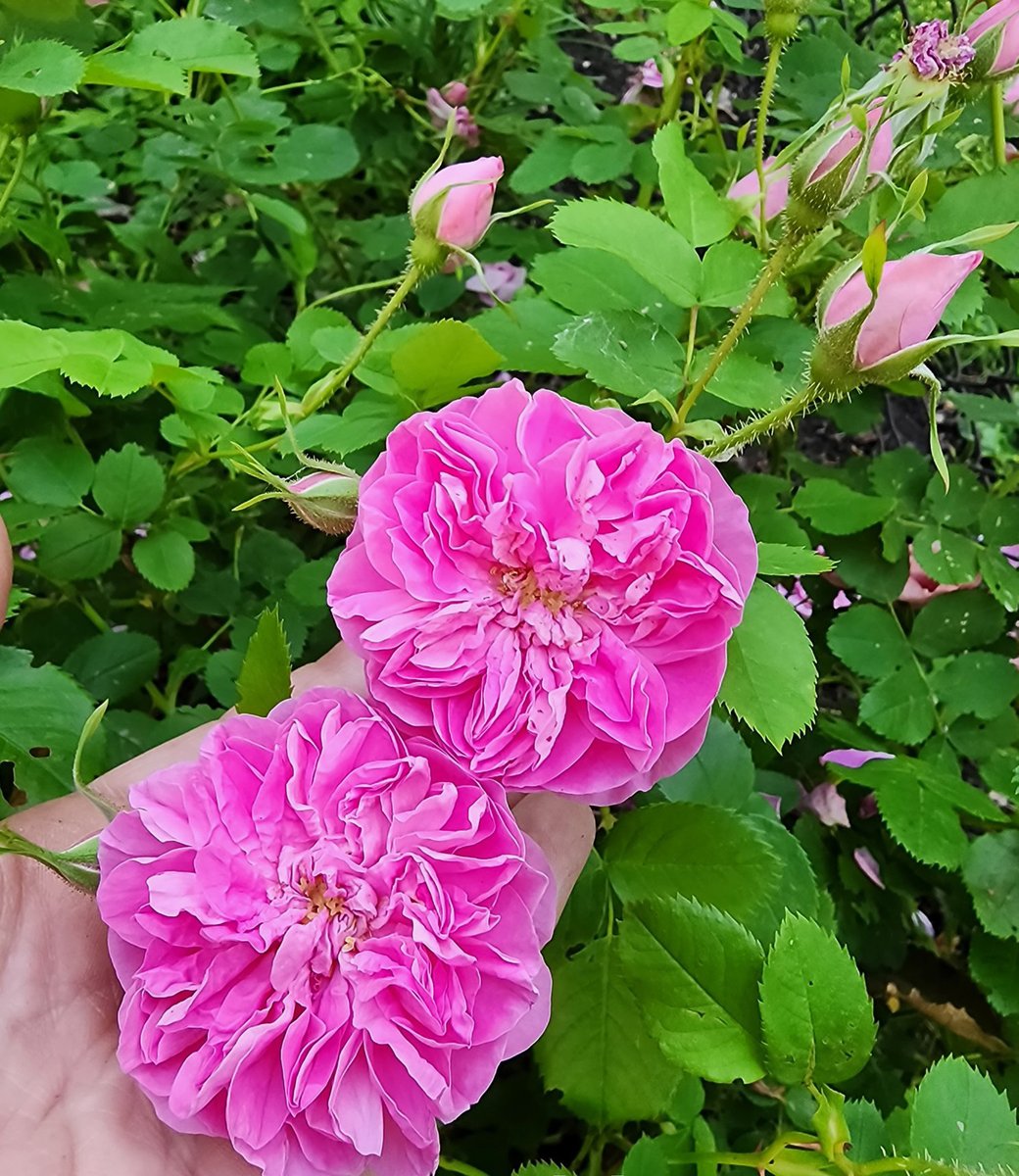 Colleen Zacharias tweet media