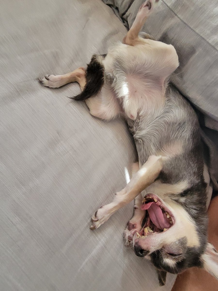 Roscoe Blaze (🌈 &Angel Bentley Kyron, too!🌈) tweet media