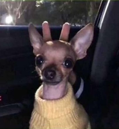 💖 (@twaniimals) on Twitter photo 