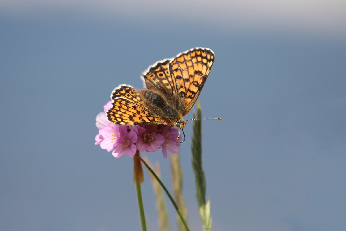 casprmay's tweet photo. I officially 100% do not post here anymore LOL but if you followed for butterflies/moths, please do follow my instagram @/caspersbutterflies, I am very active there. If you followed for art.... good luck with that 😬 https://t.co/aOMOS4ePNx