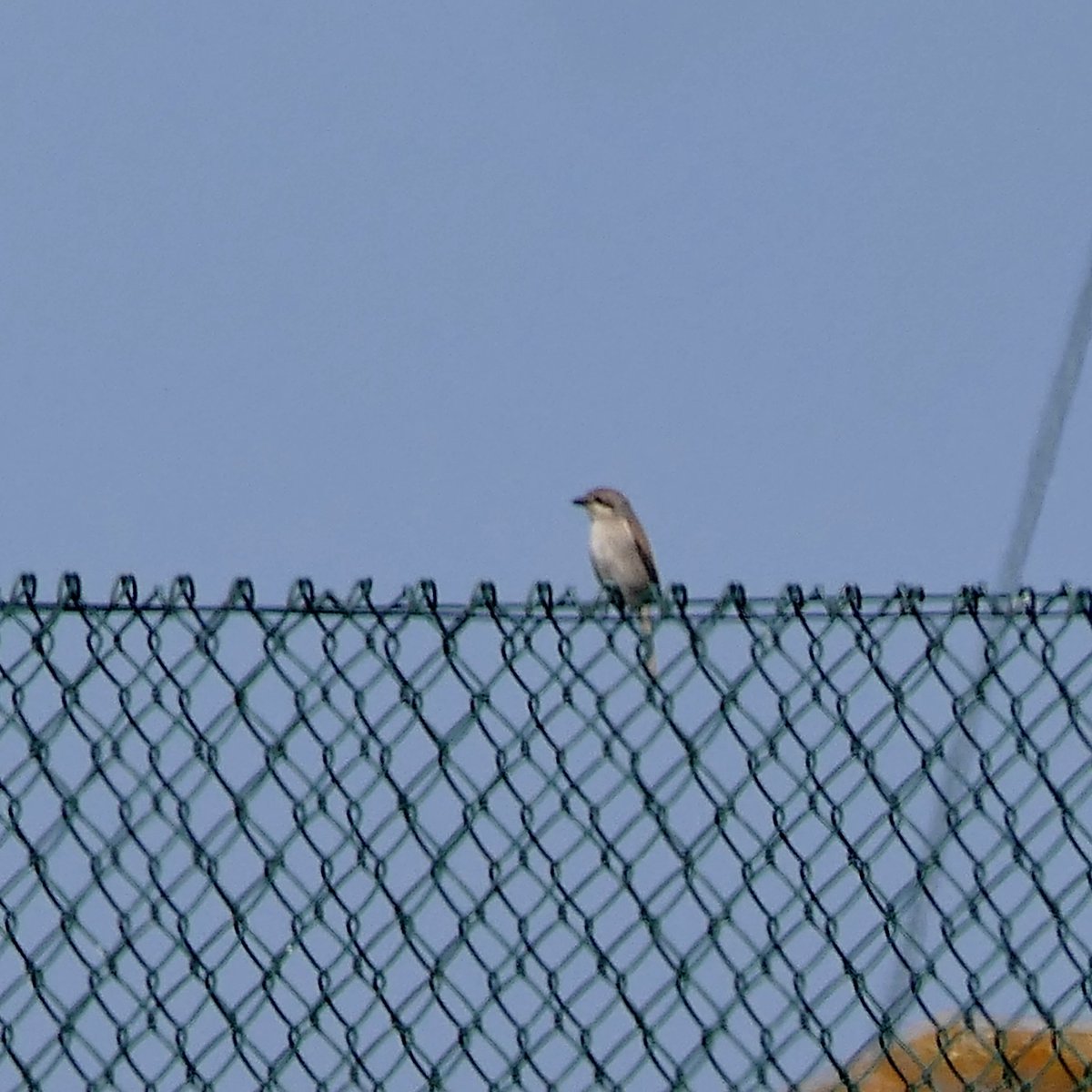 The female Red-backed Shrike we found at Shingle Street this afternoon