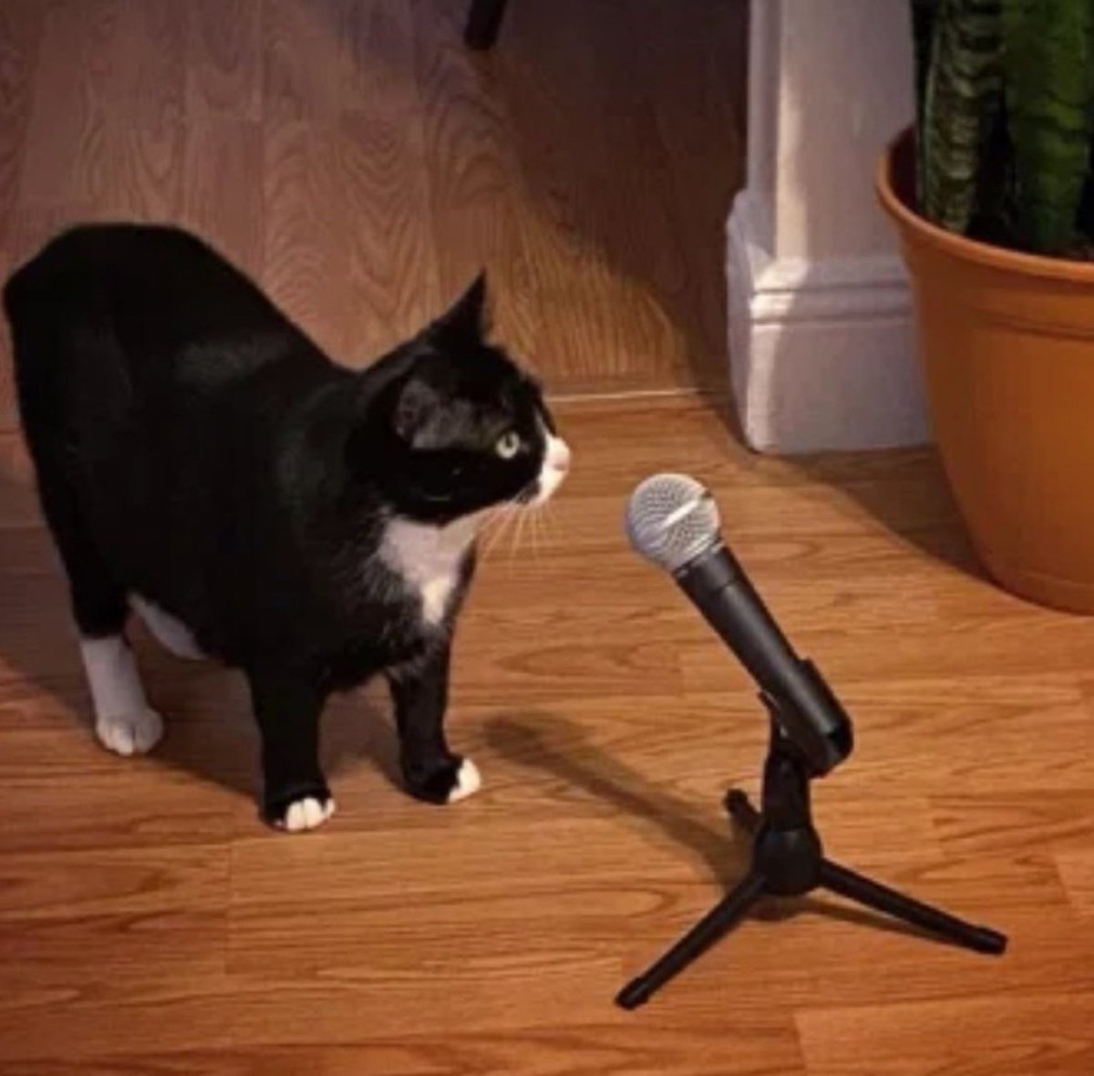 Nini_MacBright's tweet photo. #Eurovision
- Bonsoir tout le monde. Ma chanson s’appelle "laisse moi entrer, j’ai envie de sortir" https://t.co/JPuSRCh9qC