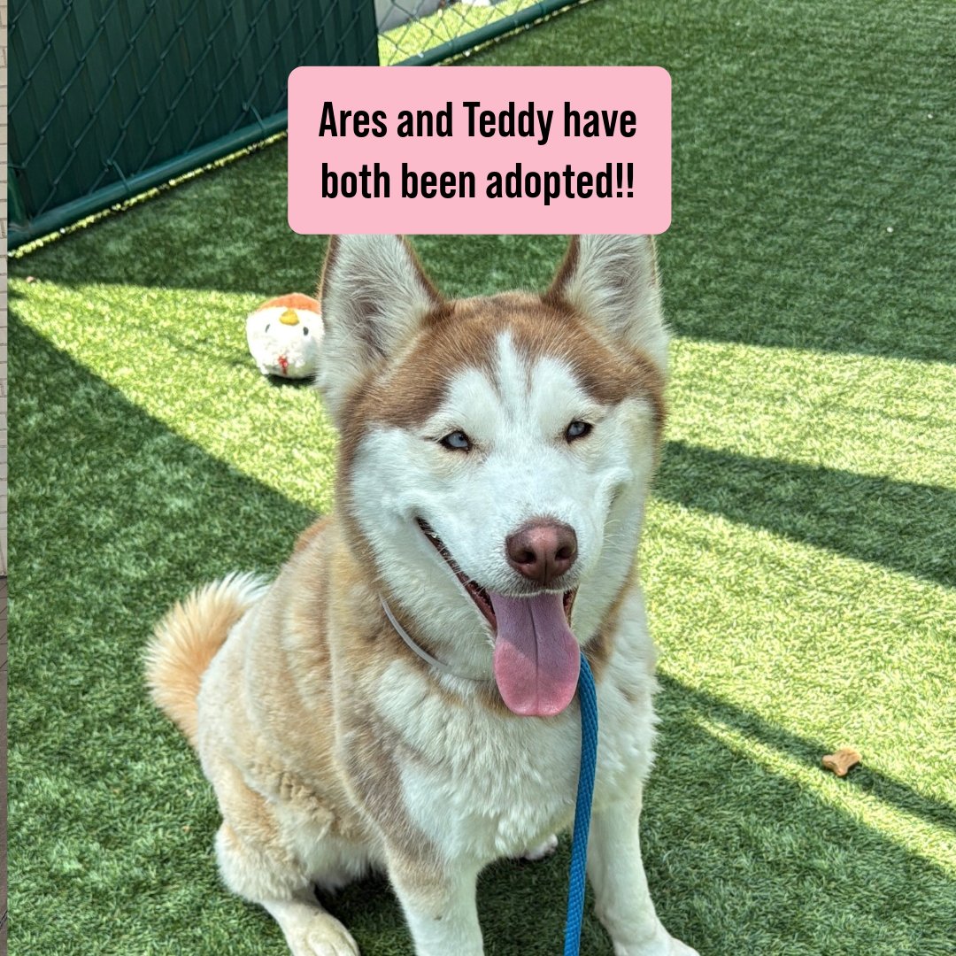 Miranda Lambert's MuttNation (@muttnation) on Twitter photo We have good news!! <a href="/mirandalambert/">Miranda Lambert</a> visited <a href="/PasadenaHumane/">Pasadena Humane</a> last week, and we are excited to share that Ares and Teddy have BOTH been adopted! This is why we do what we do! ✨💖 We have good news!! <a href="/mirandalambert/">Miranda Lambert</a> visited <a href="/PasadenaHumane/">Pasadena Humane</a> last week, and we are excited to share that Ares and Teddy have BOTH been adopted! This is why we do what we do! ✨💖