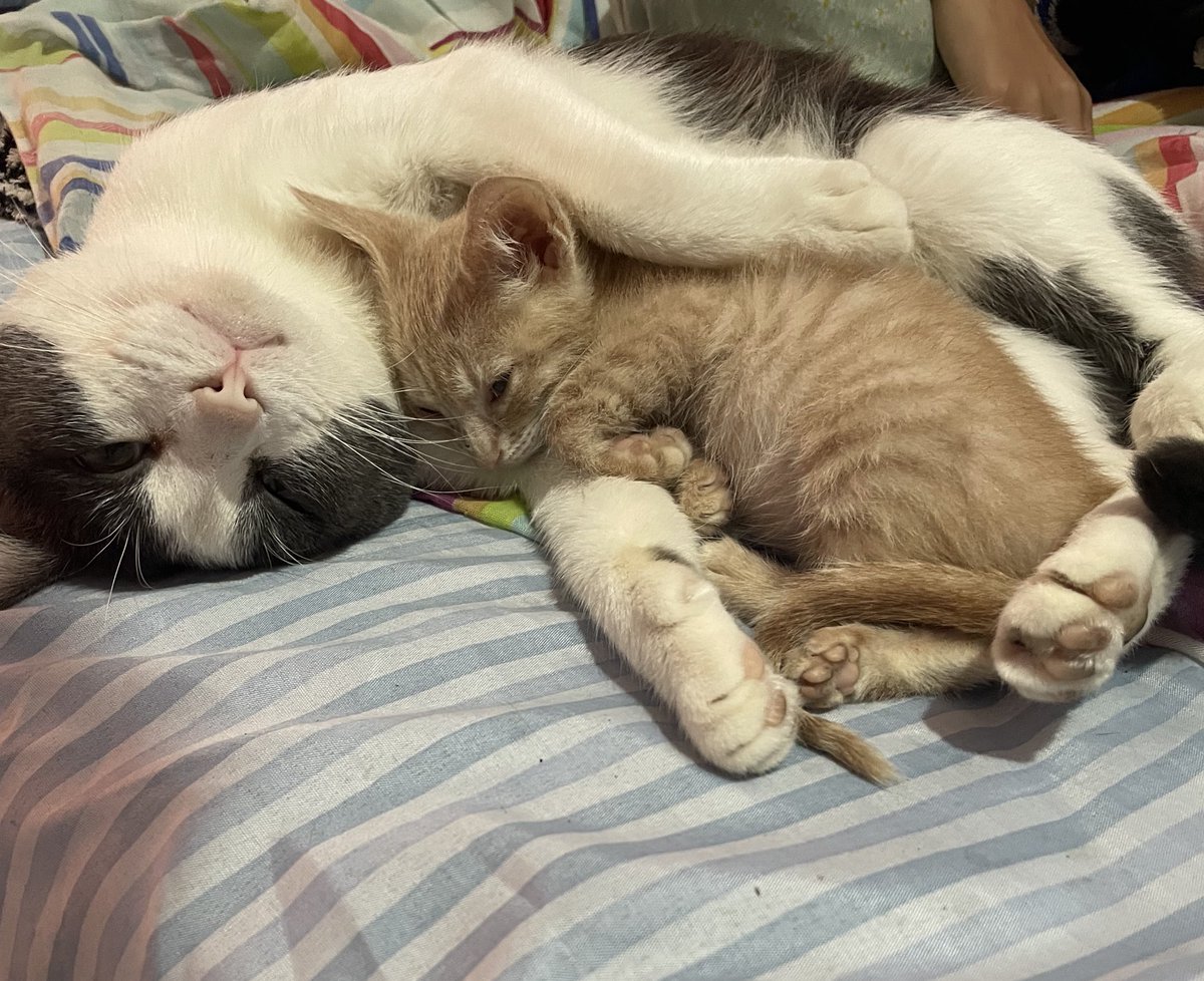 f4ckenberg's tweet photo. 🐈🐈‍⬛ https://t.co/X63TXsXOh3