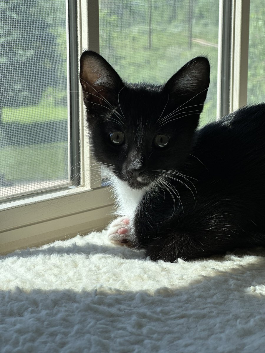 omgchomp's tweet photo. new babies are home with my parents 🥲💗 jyn and cassian! https://t.co/sR6j65mHId