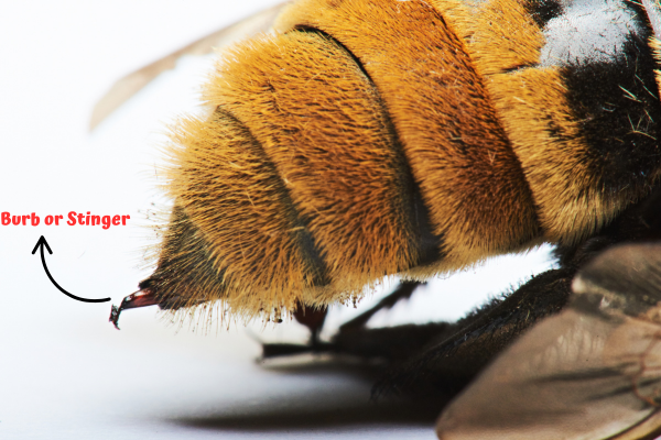 BeeKeepingStudy's tweet photo. Learn 8 Effective Ways to Get Rid of Ground Bees here -> https://t.co/I5oLzgwFvV https://t.co/UoK0rvV8fa