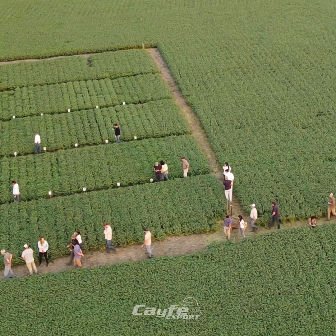 cayfe_export's tweet image. Hacemos patria🇦🇷

En cada siembra, riego, visita al campo, control, análisis, estudio, capacitación, cosecha y mucho más. Dando lo mejor de nosotros, en equipo, tirando para el mismo lado, llevar al campo argentino a lo más alto✊🏽🚜

¡Feliz día de la patria! Sigamos honrándola💚