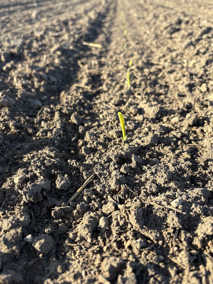 HDCAgronomy's tweet photo. April-planted corn just starting to emerge west of Zurich, ON. 🌱 Time to get those #standcounts underway!
.
.
#OntAg #Plant25 #FarmerOwned https://t.co/1c8f9pS3M6