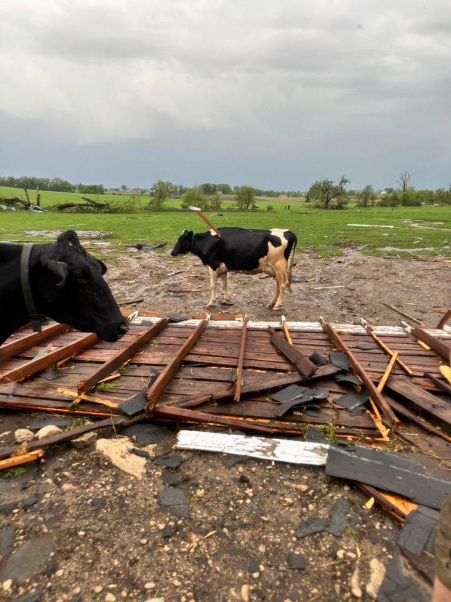 Kimmhanson98's tweet photo. @ryanhallyall NOT THE COW LOOKING HORSE!!😭😭 (from the Wisconsin tornado) (not my picture) https://t.co/HeLqMQ8n8q