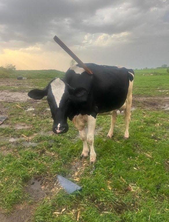 Kimmhanson98's tweet photo. @ryanhallyall NOT THE COW LOOKING HORSE!!😭😭 (from the Wisconsin tornado) (not my picture) https://t.co/HeLqMQ8n8q