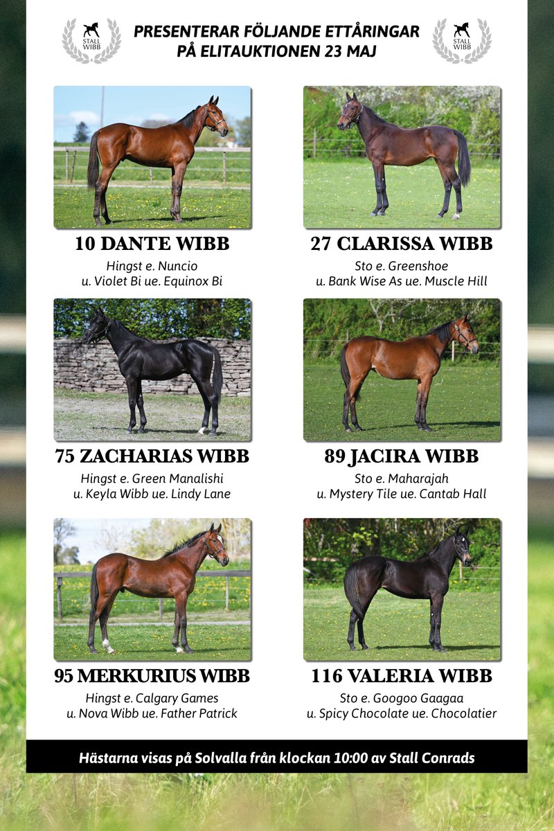 Vi har sex spännande ettåringar på årets Elitauktion! 
Välkomna att kika på fredag 😃