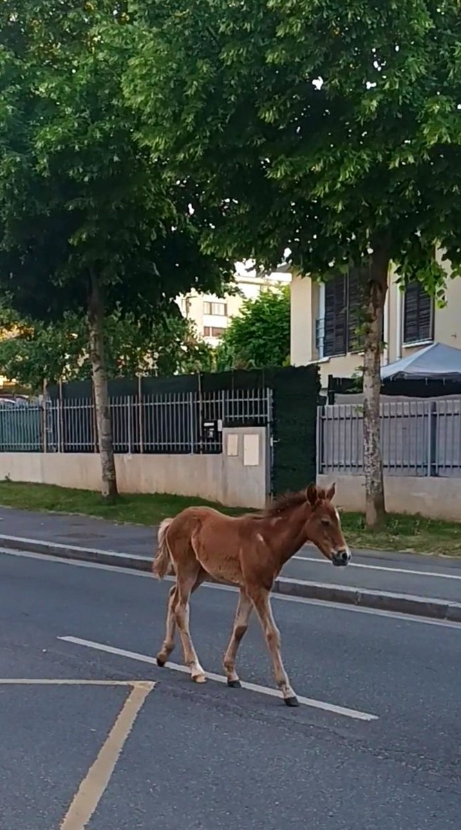 CathMelin's tweet photo. La manade de chevaux à #Beauvais pour les 800 ans de la cathédrale 🐎🐴 https://t.co/pmVfLlKBxn