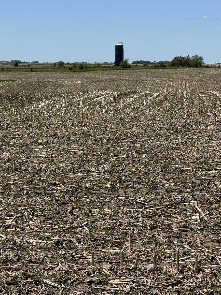 A lil wknd road trip to scout some home farm crop in Iowa.