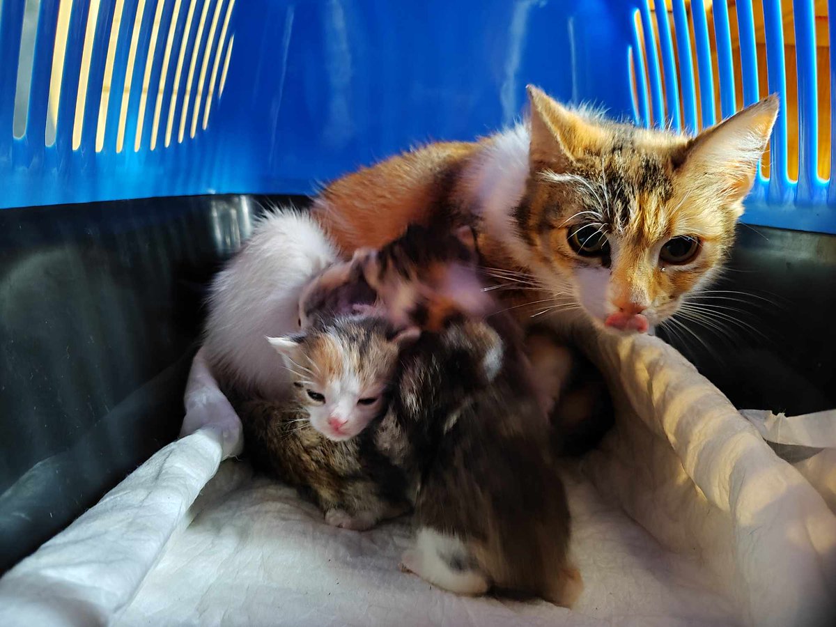 Jeszcze NIKT nie pomógł 😟 
Na zbiórce pusto.

Tajemnica starej szafy… i prośba o pomoc dla kociej rodziny!

ratujemyzwierzaki.pl/kociaki-brzezo…