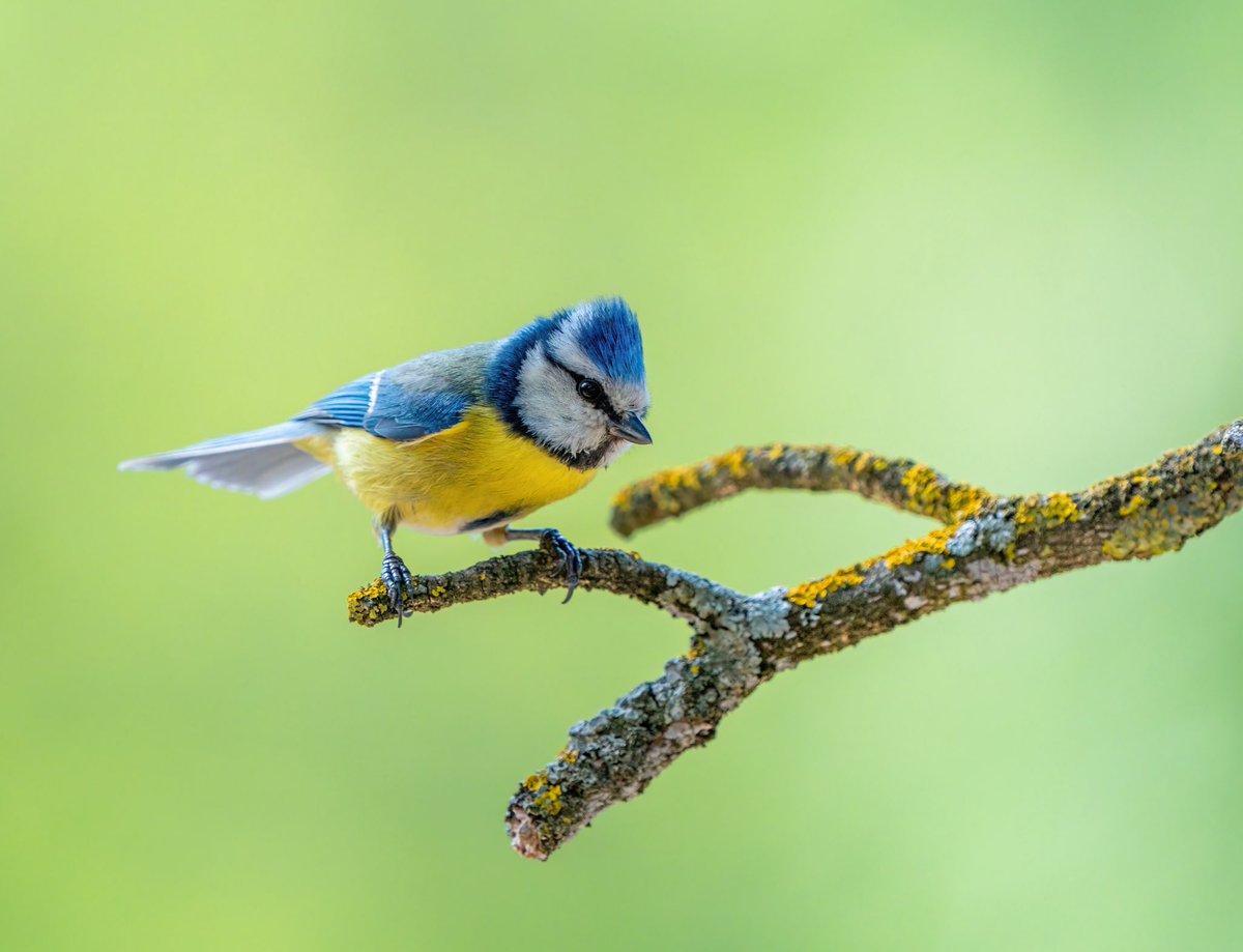 Ali_COBANOGLU_'s tweet photo. MAVİ BAŞTANKARA
BLUETİT

SONY A7RIII &amp; SONY 200-600 mm

#trakus #birding_photography #birdingantalya #birdsofinstagram #nbirds #kuş #bird #birdsonearth #1x #sonyalpha #sonyalphatr #sonyalphasclub  #bluetit #bluetitbird #bluetitphotography https://t.co/wozQnuEi2t