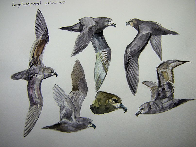 haiiromizunagi's tweet photo. 久々+いつもの所Ⅰで #GreyFacedPetrel #petrel #Pterodroma #Procellariidae #ōi #muttonbird を #大人の鉛筆 と #水彩 で #スケッチ #ドローイング。近々目黒での展示に2点出展する予定で、今日は漸く額装に持ち込む事ができた。その他、名古屋駅、栄で様々用事を熟し、夕方から描き時間‥忙しい。 https://t.co/BGvmQzl6Ep