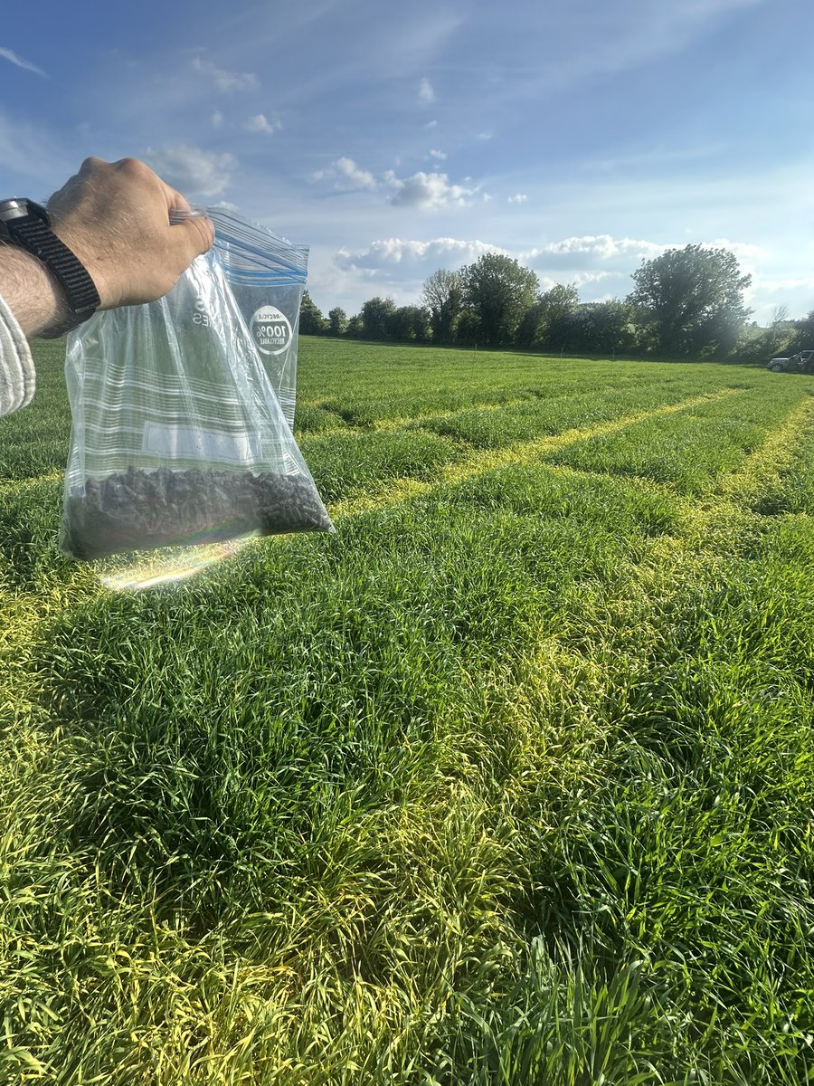 The final application to this year’s spring barley biochar research study is done. Let’s see lead tissue N levels we see between now and harvest! #sustainableagriculture