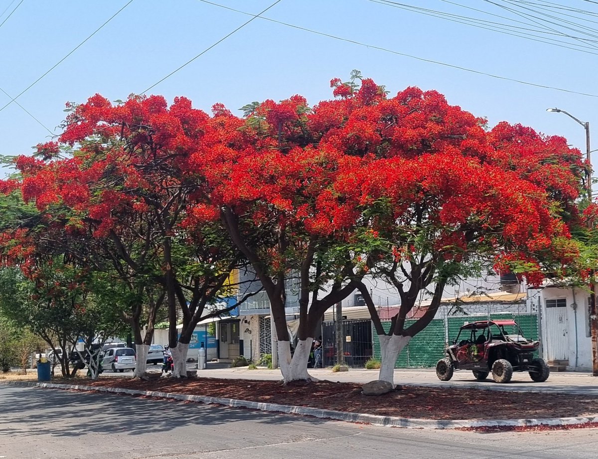 Como me fascinan... 🥰💖💝🤎
#FelizSábado ✨️🥀🌳🥀✨️