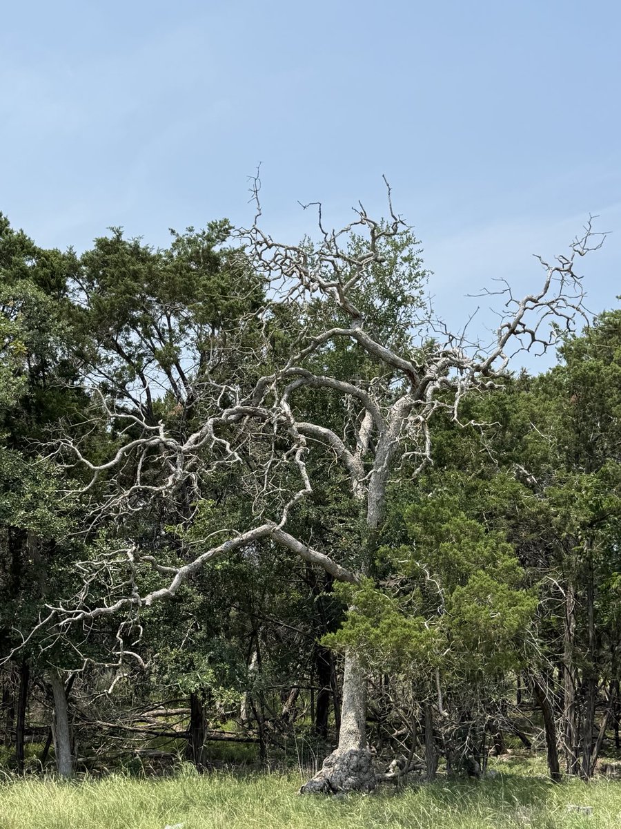 KREGdao's tweet image. I should cut this down, but it adds so much character and contrast to the surrounding mesquite. Beauty in the decay