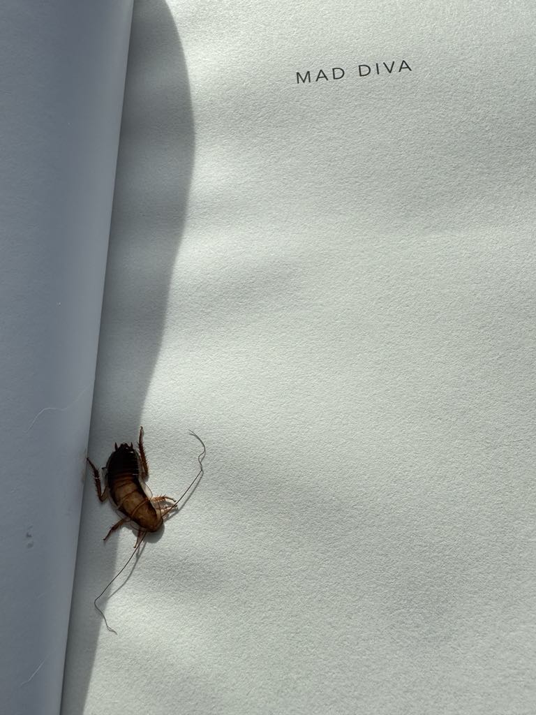 Jane Bloomfield tweet media