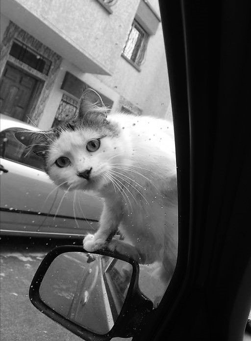 Alkol içenler Alkolik oluyor da,
Fanta içenler Fantastik mi oluyor?