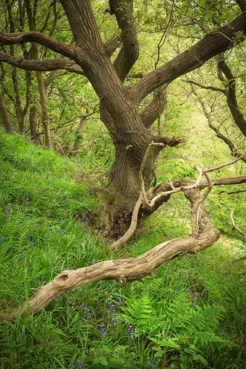 nigeldanson's tweet image. spring