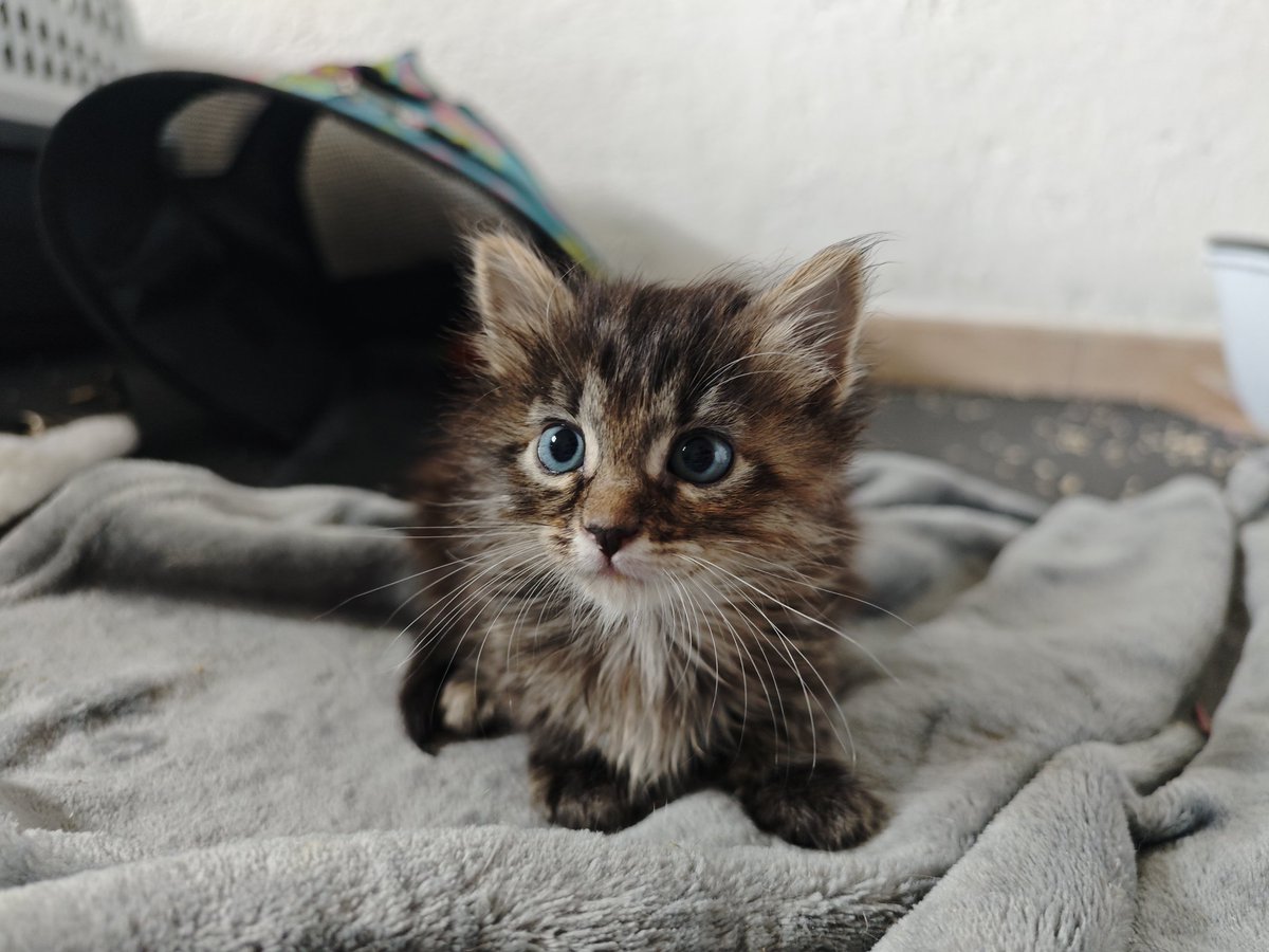 Nei Nei 🐱 De la colonia tweet media