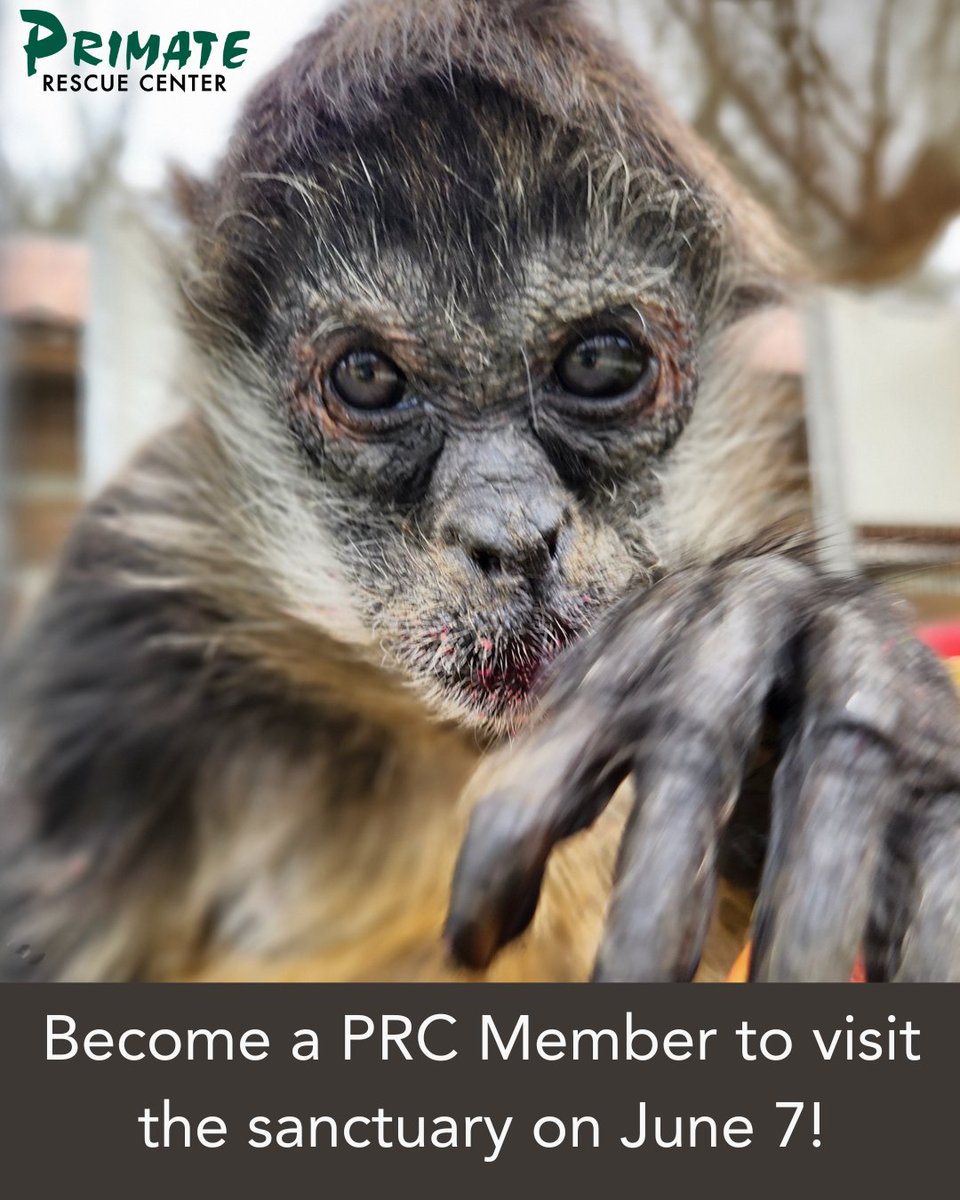 prim8rescue's tweet image. 3 weeks until Member Event! Gift shop, silent auction, raffle, concessions, kids area, self-guided tour of the primates' beautiful home - a wonderful experience for the whole family! It's all happening Sat., June 7 @ 12pm - 5pm. We hope to see you there!
primaterescue.org/membership/