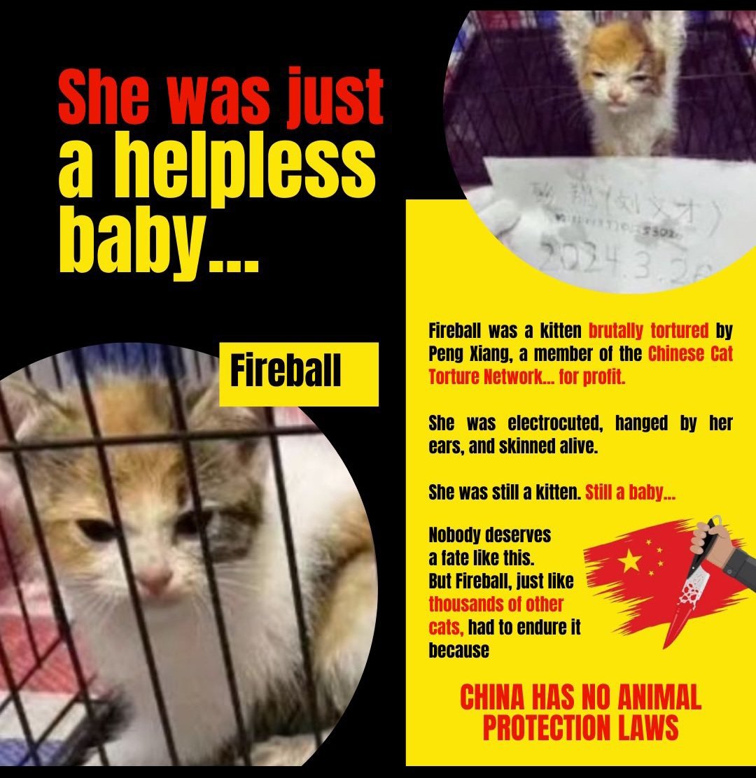 001blacksheep's tweet photo. Here are a few places where you can pressure the peoples republic of china to enact Animal welfare laws and impose harsh punishments on those who torture and kill Animals.
#therealchina
#SavechineseCats
#stopyulin
#boycottchina
#boycottchinesepeople https://t.co/S9egmbJpto https://t.co/bqoDE12nxJ