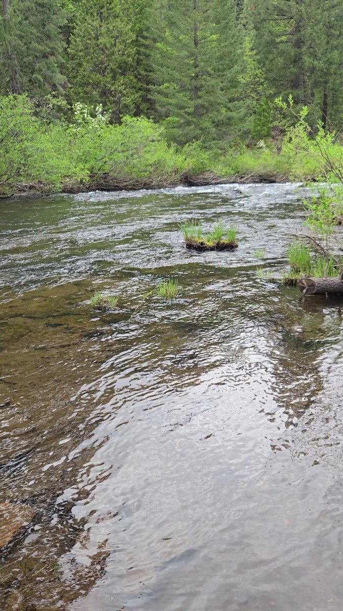 Afternoon fishing the trout hungry stream and nary a nibble :)