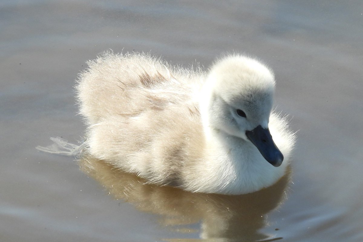 Ballycragh Park, Firhouse, #Dublin 🇮🇪 has now 6 cygnets. CCXC &amp; CBLL are the #ColourRinged adults. #DublinSwans 🦢🦢🦢🦢🦢🦢
Count is now 7 nests hatched &amp; 41 cygnets