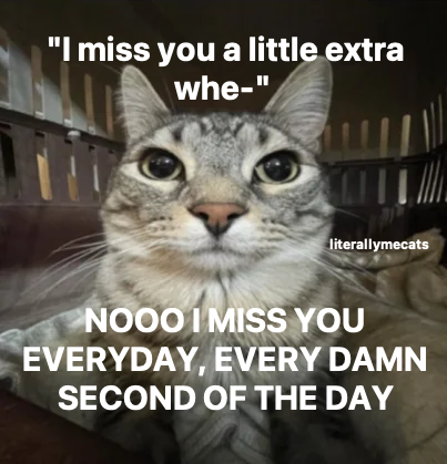 LiterallyMeCats tweet media