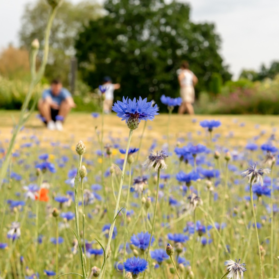 topviewnyc's tweet image. 📍🇬🇧 Stop 28 Palace Gate on our London Tour

London is in full bloom! Check out the beautiful flowers in Kensington Gardens.

#TopView #SpringinLondon #LondoninBloom #VisitLondon