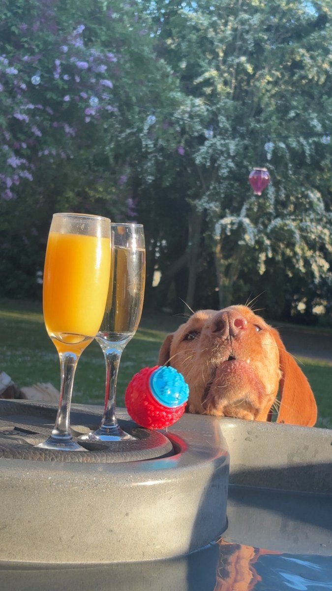 #Balls is life. #NormousDog