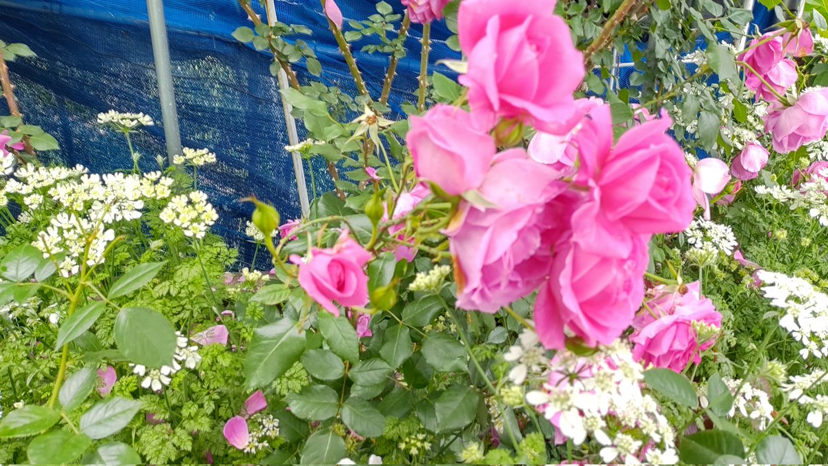 HSOOJP's tweet photo. @maya_pan0203 市端にあるばら園に行ってきました。
花が咲き誇っていましたよ。 https://t.co/MA6nBQG9mH