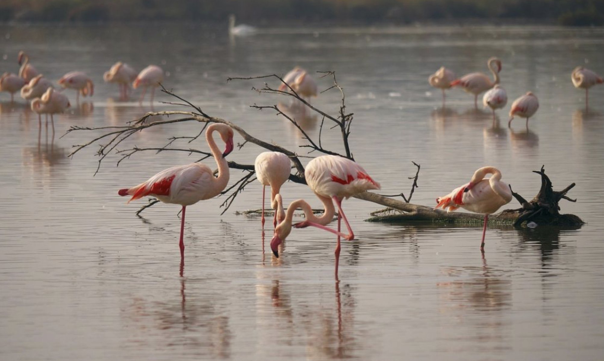Aristegui Noticias on X: "#NaturalezaAristegui | ¿Por qué los flamingos  giran como trompos bajo el agua? 🦩 https://t.co/dkRf8xuvta  https://t.co/87UdR3tUHB" / X
